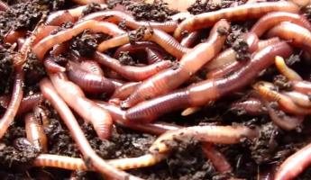 Черви Калифорнийские — американская порода дождевых червей Размножение калифорнийских червей